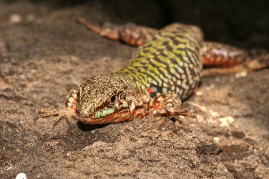 Podarcis sicula ciclopica e sottospecie di Podarcis sicula